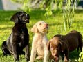 TÜRKİYENİN EN ÖZEL ÇİFLİĞİNDEN LABRADOR YAVRULARI 
