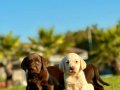 TÜRKİYENİN EN ÖZEL ÇİFLİĞİNDEN LABRADOR YAVRULARI 