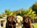 TÜRKİYENİN EN ÖZEL ÇİFLİĞİNDEN LABRADOR YAVRULARI 