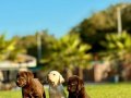 TÜRKİYENİN EN ÖZEL ÇİFLİĞİNDEN LABRADOR YAVRULARI 