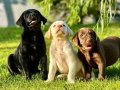 TÜRKİYENİN EN ÖZEL ÇİFLİĞİNDEN LABRADOR YAVRULARI 