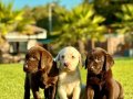 TÜRKİYENİN EN ÖZEL ÇİFLİĞİNDEN LABRADOR YAVRULARI 