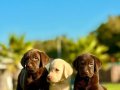 TÜRKİYENİN EN ÖZEL ÇİFLİĞİNDEN LABRADOR YAVRULARI 