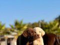 TÜRKİYENİN EN ÖZEL ÇİFLİĞİNDEN LABRADOR YAVRULARI 