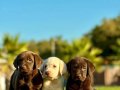 TÜRKİYENİN EN ÖZEL ÇİFLİĞİNDEN LABRADOR YAVRULARI 