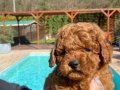 Sağlık ve ırk garantilidir Poodle yavrulari 