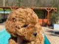 Sağlık ve ırk garantilidir Poodle yavrulari 
