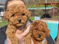 Sağlık ve ırk garantilidir Poodle yavrulari 