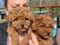 Sağlık ve ırk garantilidir Poodle yavrulari 
