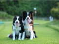 Border Collie Yavruları 