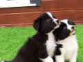 Border Collie Yavruları 