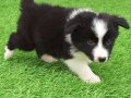 Border Collie Yavruları 