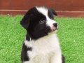 Border Collie Yavruları 