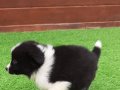Border Collie Yavruları 
