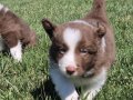 Border Collie Yavruları 