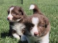 Border Collie Yavruları 