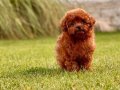 RED BROWN TOY POODLE YAVRULARI İSTANBUL 