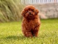 RED BROWN TOY POODLE YAVRULARI İSTANBUL 