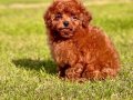 RED BROWN TOY POODLE YAVRULARI İSTANBUL 