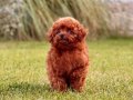 RED BROWN TOY POODLE YAVRULARI İSTANBUL 