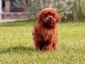 RED BROWN TOY POODLE YAVRULARI İSTANBUL 