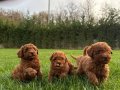 RED BROWN TOY POODLE YAVRULARI İSTANBUL 