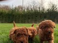 RED BROWN TOY POODLE YAVRULARI İSTANBUL 