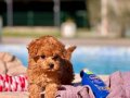 RED BROWN TOY POODLE YAVRULARI İSTANBUL 