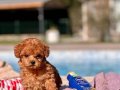 RED BROWN TOY POODLE YAVRULARI İSTANBUL 