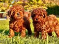 RED BROWN TOY POODLE YAVRULARI İSTANBUL 
