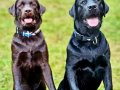 BİR BİRİNDEN GÜZEL LABRADOR RETRİEVER YAVRULARI 