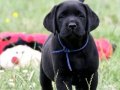 BİR BİRİNDEN GÜZEL LABRADOR RETRİEVER YAVRULARI 
