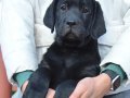 BİR BİRİNDEN GÜZEL LABRADOR RETRİEVER YAVRULARI 