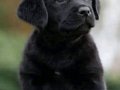 BİR BİRİNDEN GÜZEL LABRADOR RETRİEVER YAVRULARI 
