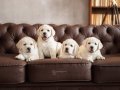BİR BİRİNDEN GÜZEL LABRADOR RETRİEVER YAVRULARI 