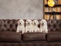 BİR BİRİNDEN GÜZEL LABRADOR RETRİEVER YAVRULARI 