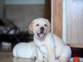 BİR BİRİNDEN GÜZEL LABRADOR RETRİEVER YAVRULARI 
