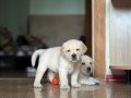 BİR BİRİNDEN GÜZEL LABRADOR RETRİEVER YAVRULARI 