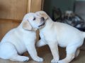 BİR BİRİNDEN GÜZEL LABRADOR RETRİEVER YAVRULARI 