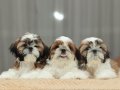 SHİH TZU YAVRULARI SİZLERİ BEKLİYOR 