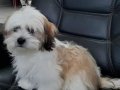 SHİH TZU YAVRULARI SİZLERİ BEKLİYOR 
