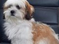 SHİH TZU YAVRULARI SİZLERİ BEKLİYOR 