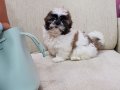 SHİH TZU YAVRULARI SİZLERİ BEKLİYOR 