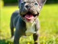 EFSANE GÜZEL FRENCH BULLDOG YAVRULARI İSTANBUL 