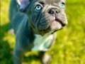 EFSANE GÜZEL FRENCH BULLDOG YAVRULARI İSTANBUL 