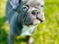 EFSANE GÜZEL FRENCH BULLDOG YAVRULARI İSTANBUL 