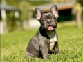 EFSANE GÜZEL FRENCH BULLDOG YAVRULARI İSTANBUL 