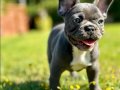 EFSANE GÜZEL FRENCH BULLDOG YAVRULARI İSTANBUL 