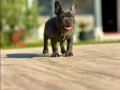 EFSANE GÜZEL FRENCH BULLDOG YAVRULARI İSTANBUL 