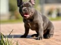 EFSANE GÜZEL FRENCH BULLDOG YAVRULARI İSTANBUL 
